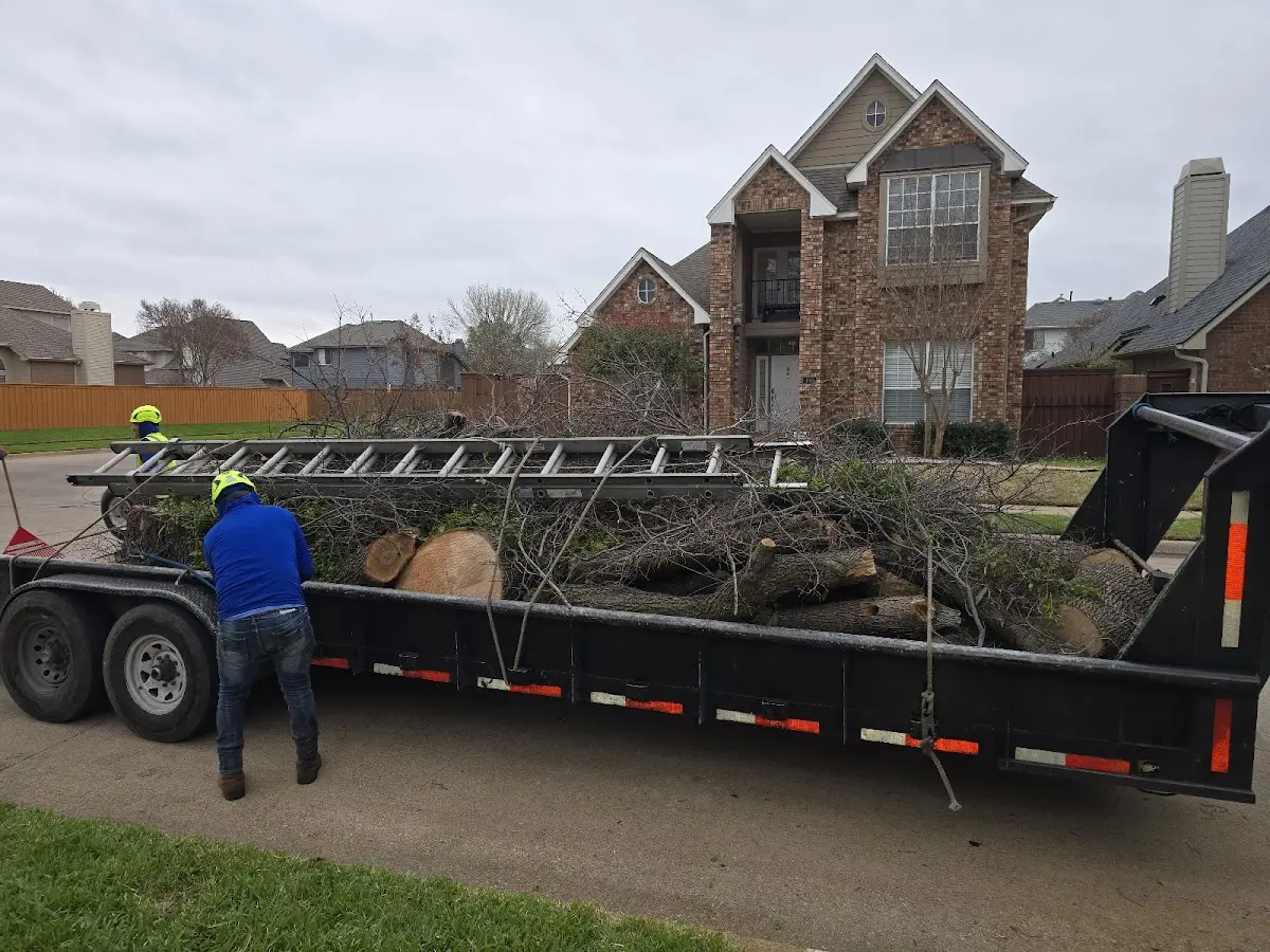 Expert Tree Fertilization with proper safety equipment in Brownsville
